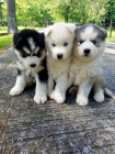 Prodám štěňata Pomskies (kříženec sibiřský husky a pomeranian)