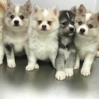 Prodám očkovaná a odčervená štěňata mini Pomskies (kříženec sibiřský husky a pomeranian)