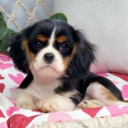 Prodm okovan a oderven tata Kavalr King Charles Spaniel.