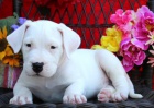 Krsn ttka Dogo Argentino