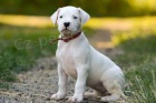 tata Dogo Argentino