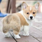 #Corgi tata s prkazem pvodu