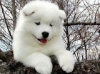 sladk samoyed tata