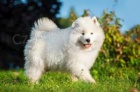 sladk samoyed tata