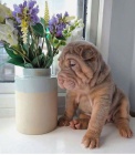 Shar-Pei tata.