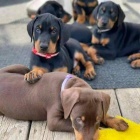 Doberman Pinscher štěňata.