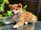 Prodám štěňata shiba inu