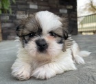 Prodám štěňata SHIH TZU