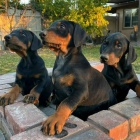 Štěňata dobermanů.