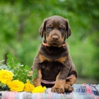Štěňata dobermanů.