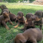 Štěňata dobermanů.