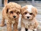 Cavapoo okovan a oderven tata k adopci.