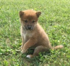 Prodám očkovaná štěňata Shiba inu