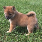 Prodm tata Shiba inu