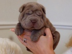 Prodm nsk tata Shar-pei.