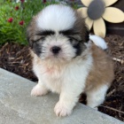 Prodm tata SHIH TZU