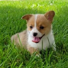 Prodm zdrav, okovan a oderven tata Pembroke Welsh Corgi.