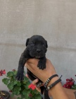 Cane Corso tata na prodej