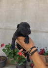 Cane Corso tata na prodej