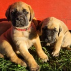 Krsn ttka Bullmastiff k adopci.