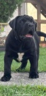 Jihoafrický mastin- Boerboel štěňata