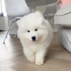 istokrevn tata Samoyed.