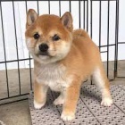 tata Shiba Inu na prodej