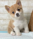 Prodm tata welsh corgi pembroke.