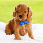 Prodám zdravá a krásná štěňátka pejska a fenky Cavapoo.