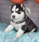 Prodm mini sibisk husky s krsnma modrma oima.