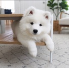 Registrovan tata Samoyed.