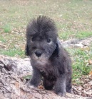 tata Bedlington terier k dispozici