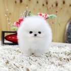 Sladk Pomeranians tata pipraven t.