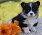 Prodám očkovaná štěňata Pembroke Welsh Corgi.