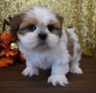 Prodm okovan a oderven tata SHIH TZU