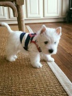 Prodm okovan a oderven tata West Highland White Terriers