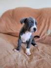 Americký Pitbull teriér štěňata