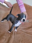 Americký Pitbull teriér štěňata