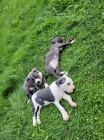 Americký Pitbull teriér štěňata