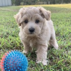 Prodm tata MINI pejska a fenky MALTIPOO.