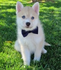 Prodm tata Pomskies (kenec sibisk husky a pomeranian)