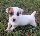 Prodm zdrav tata jack russell terira.