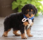 tata Aussiedoodle na prodej (Aussiedoodle jsou sms australskho ovka a standardnho Pudla)