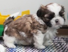 Prodm tata SHIH TZU