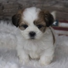 Prodm okovan tata SHIH TZU