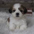 Prodm okovan tata SHIH TZU