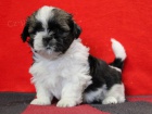 Shih-tzu, i-tzu ttka s PP