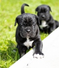 Cane Corso tata tata.