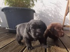 Labradorský Retriever PP