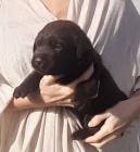 Labradorský Retriever PP